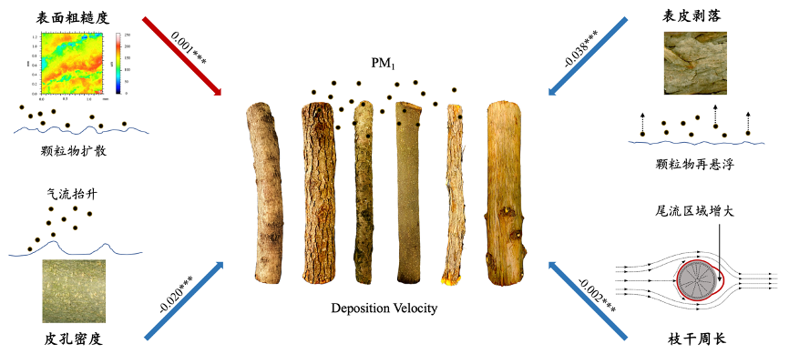 植物枝干表面颗粒物干沉降速率和影响因素