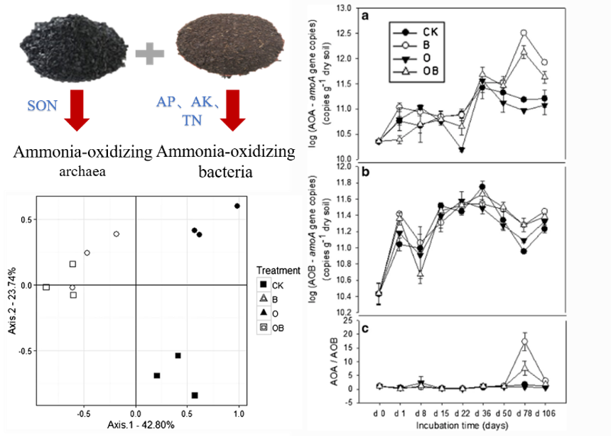 生物炭和有机肥改良剂可刺激微碱性土壤中氨氧化微生物群落动态