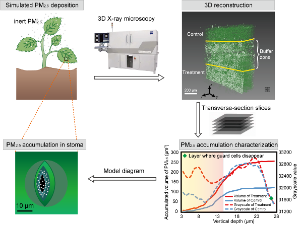 PM2.5积累在叶片气孔区域——基于3D-X射线显微镜的高分辨研究