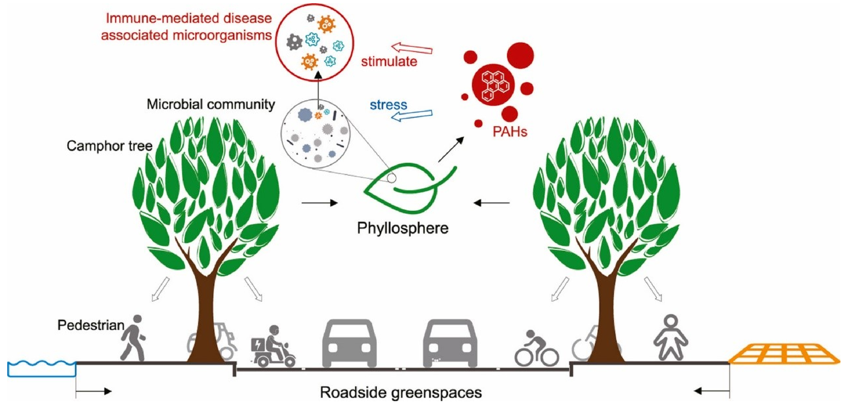 上海市路边绿地叶际免疫介导的疾病相关微生物群落对PAH胁迫的响应