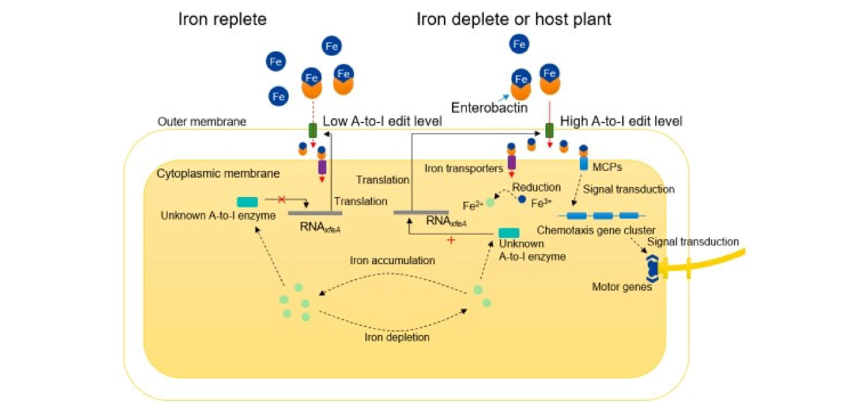 植物病原细菌通过A-to-I RNA编辑适应环境缺铁胁迫机制