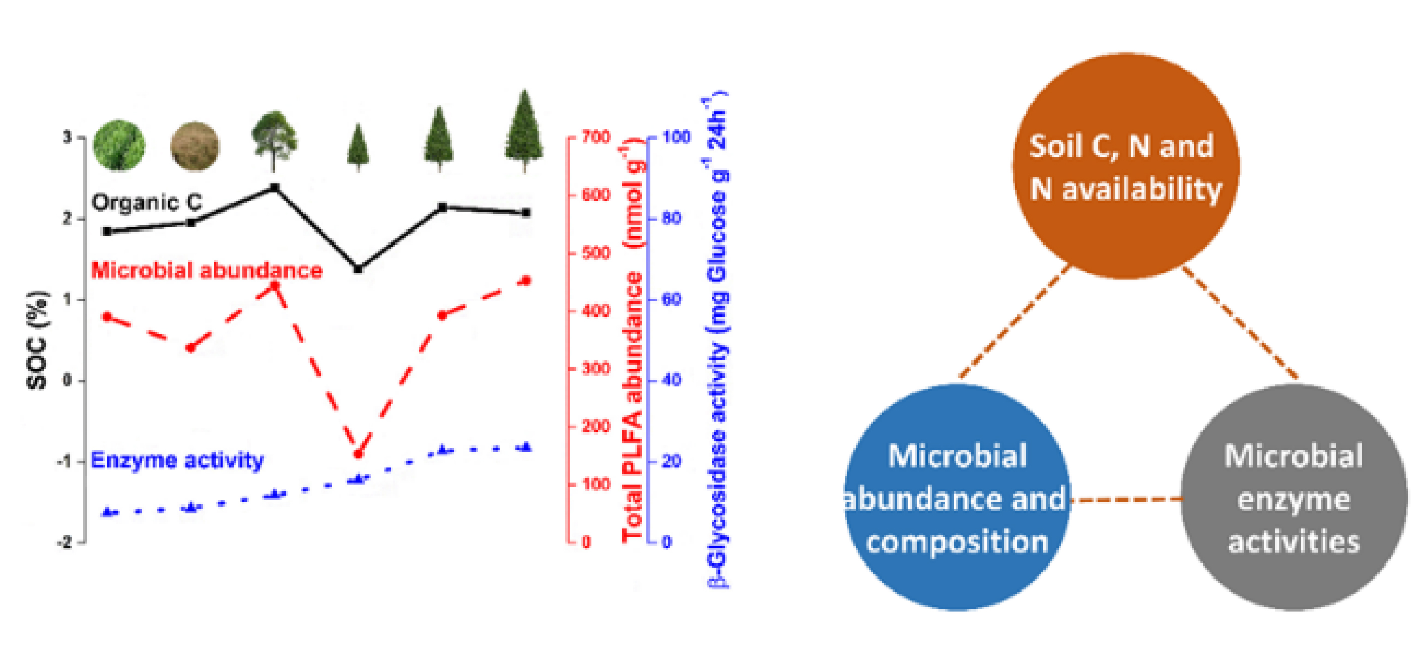 揭示树种和年龄对土壤有机质和土壤微生物群落结构和功能的影响