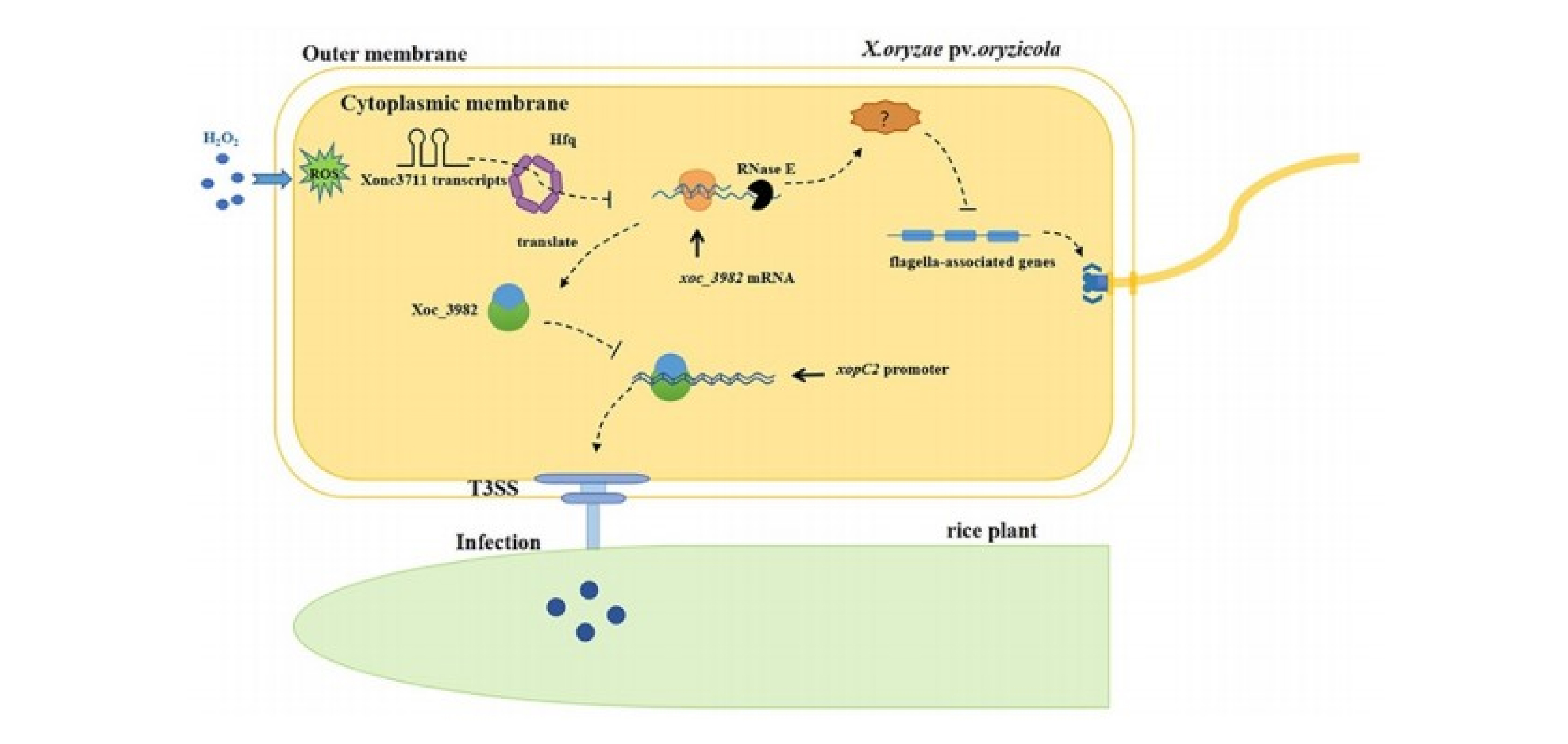 水稻细菌性条斑病菌中一个关键sRNA调节氧化应激反应及毒力