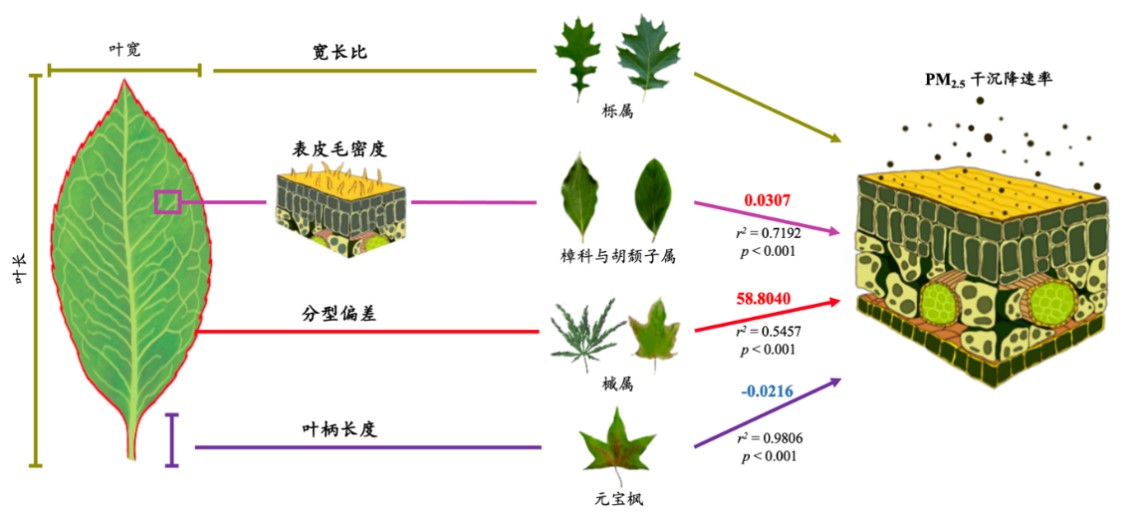 叶片表皮毛和叶片形态对PM2.5干沉降速率的影响:基于同科属物种的变量控制方法