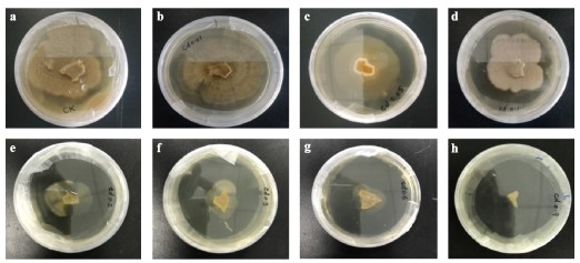 互生真菌 Piriformospora indica 通过酶促和非酶促生化物质协同作用调节植物对Cd的修复特性