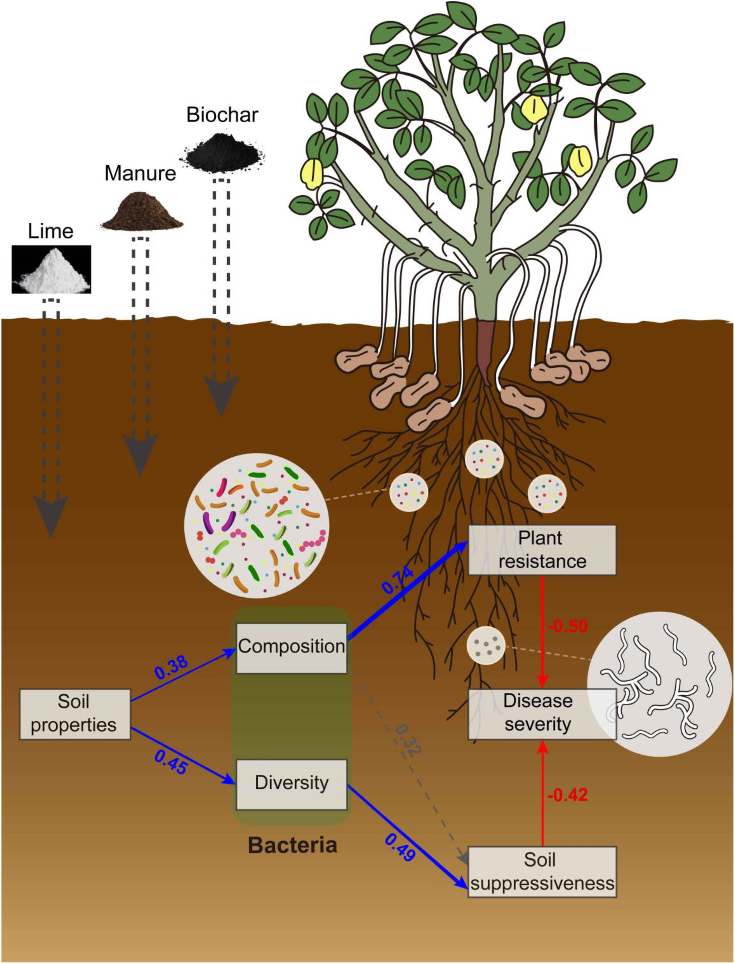 图 酸性土壤改良防控土传病害机制示意图